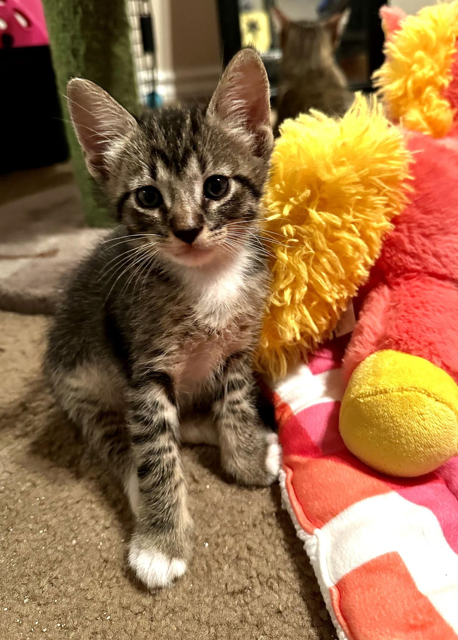 Enlarge Eufy, a Adoptable Domestic Short Hair in Prosper, TX image 1/3