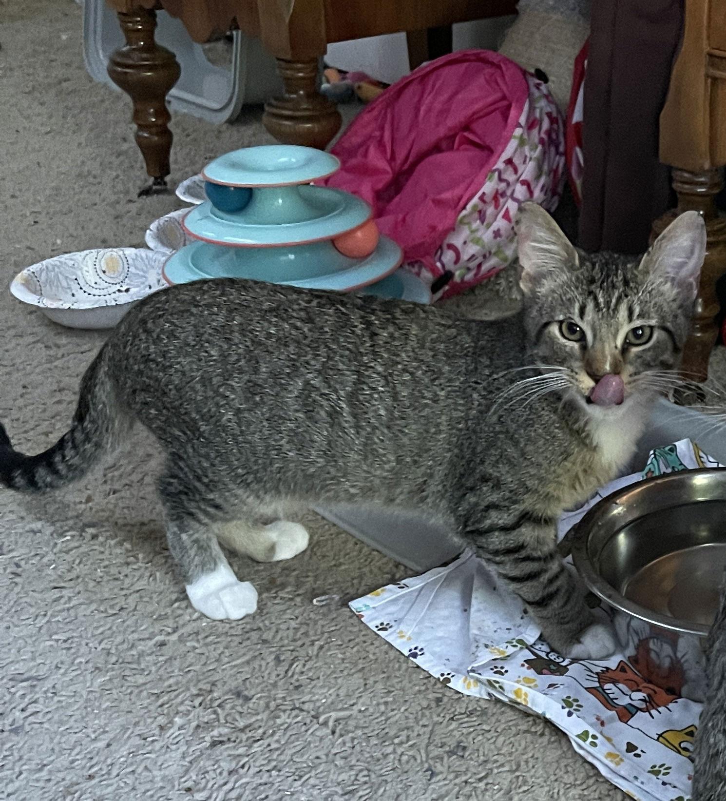 Enlarge Eufy, a Adoptable Domestic Short Hair in Prosper, TX image 2/3