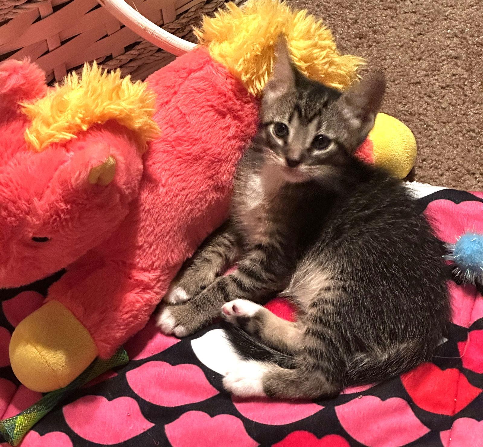 Enlarge Eufy, a Adoptable Domestic Short Hair in Prosper, TX image 3/3