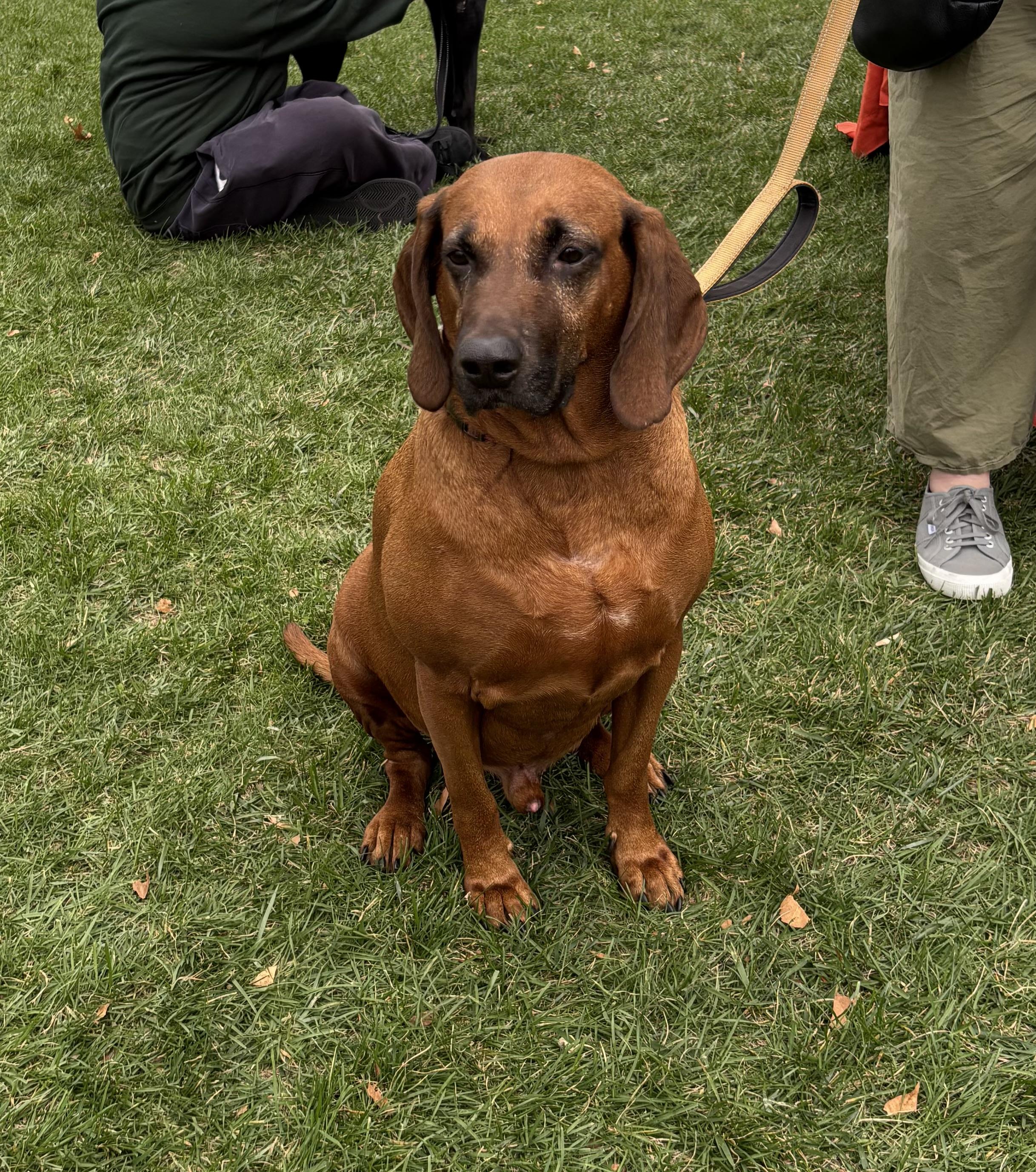 Enlarge Aaron (Urgent Foster or Adopter Needed!), a Adoptable mixed breed in Westwood, NJ image 2/6