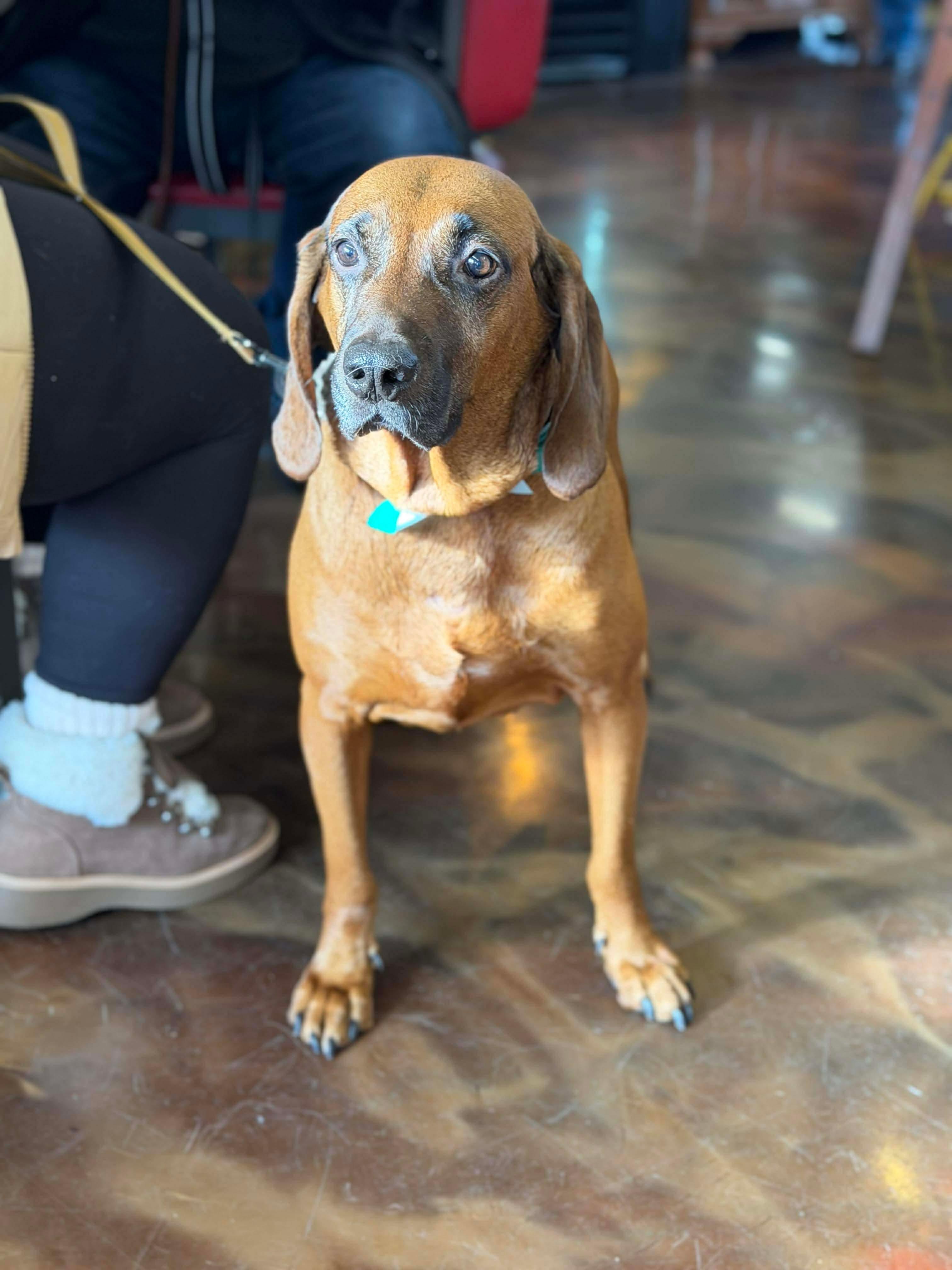 Enlarge Aaron (Urgent Foster or Adopter Needed!), a Adoptable mixed breed in Westwood, NJ image 6/6