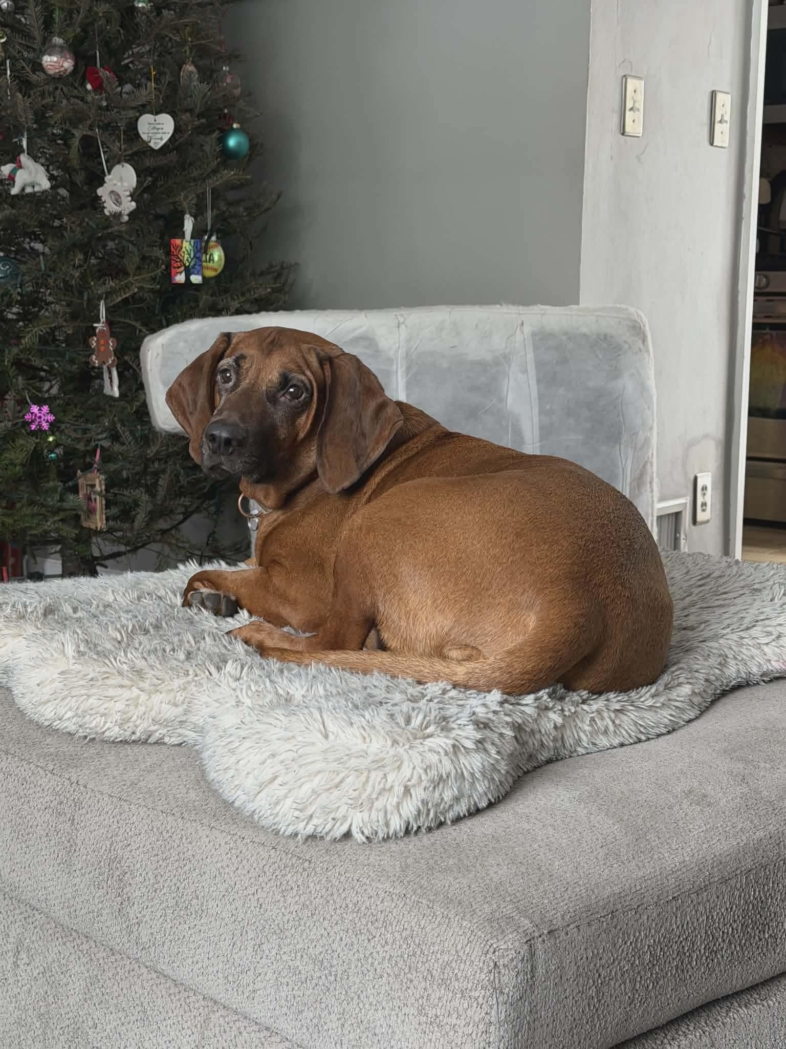 Enlarge Aaron (Urgent Foster or Adopter Needed!), a Adoptable mixed breed in Westwood, NJ image 1/6