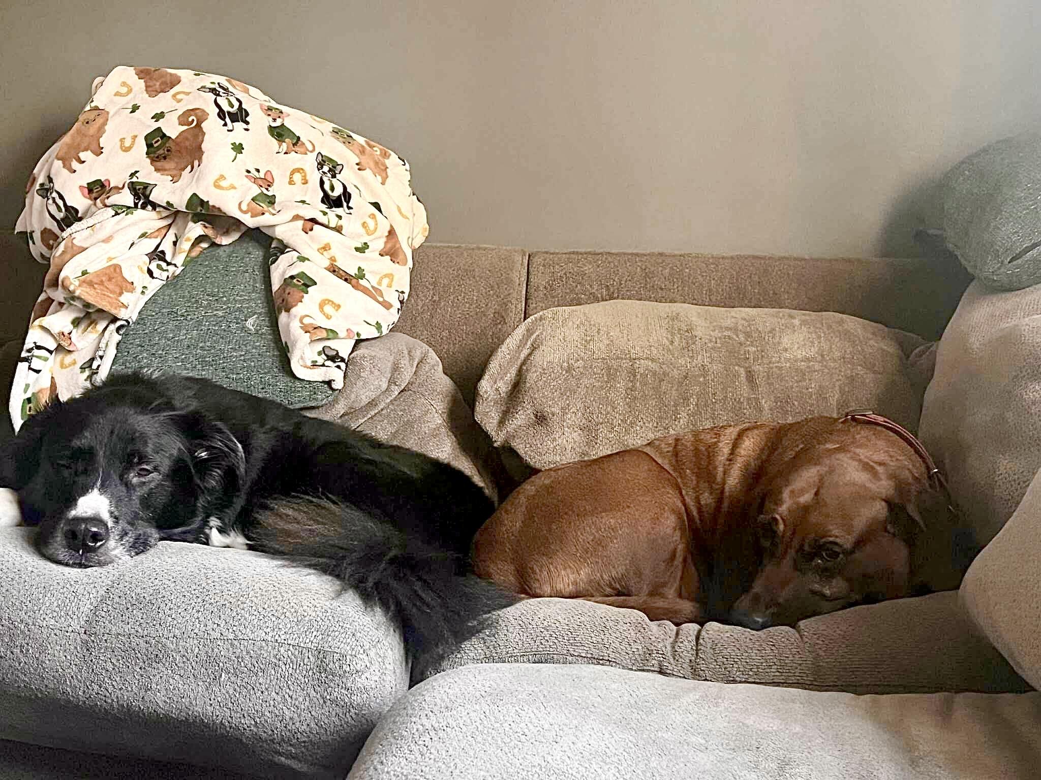 Enlarge Aaron (Urgent Foster or Adopter Needed!), a Adoptable mixed breed in Westwood, NJ image 4/6