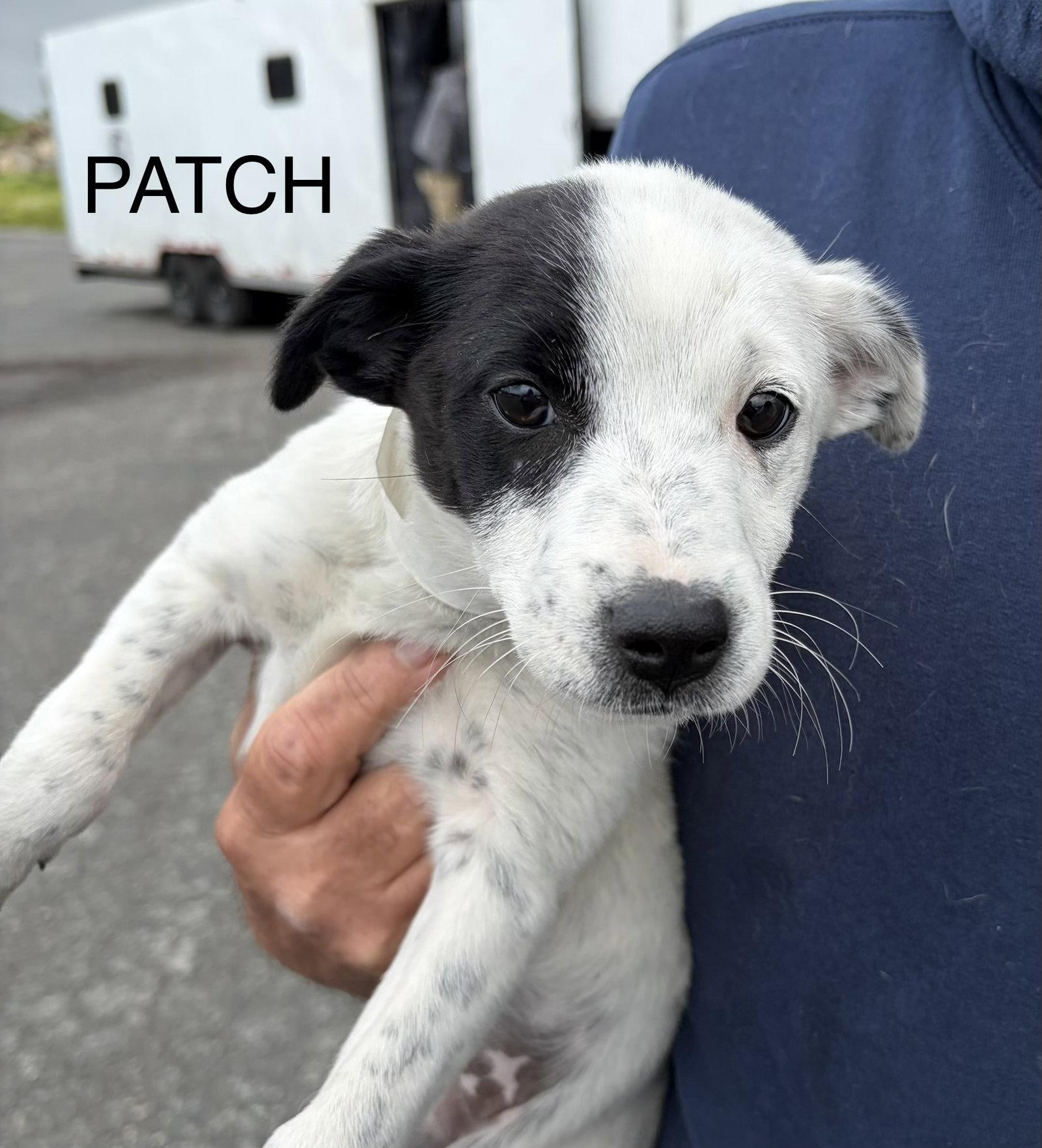 Patch MGO in RI, Adoptable, Puppy Female Jack Russell Terrier & Rat Terrier.