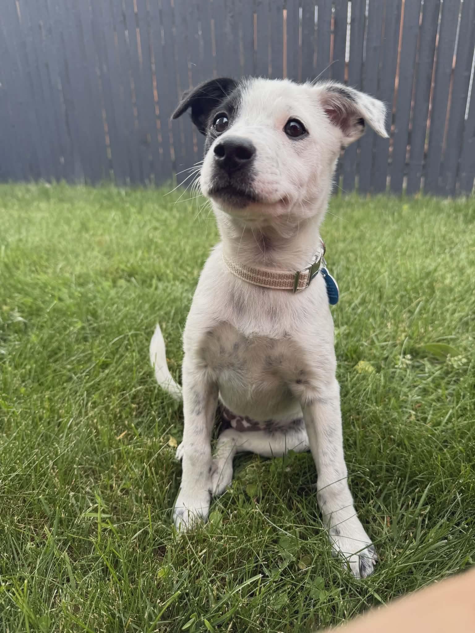 Enlarge Patch MGO in RI, a Adoptable mixed breed in Warwick, RI image 2/2