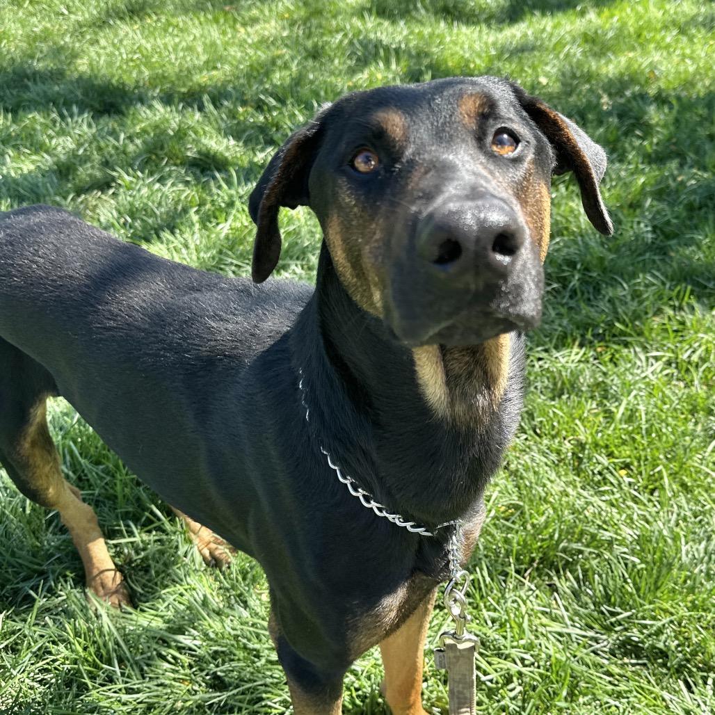 Enlarge Helton, a ADOPTABLE Doberman Pinscher in Dublin, CA image 2/6