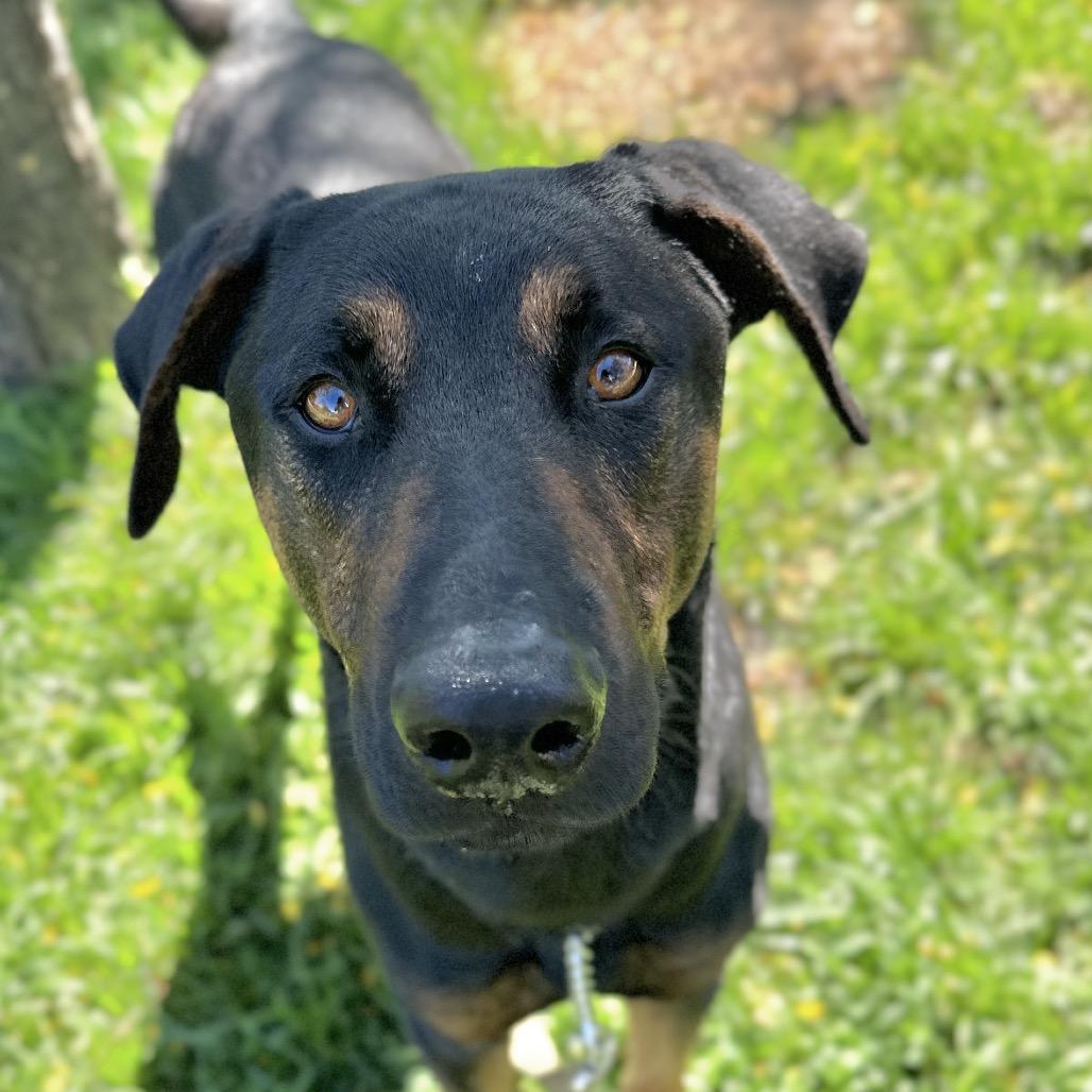 Enlarge Helton, a ADOPTABLE Doberman Pinscher in Dublin, CA image 1/6