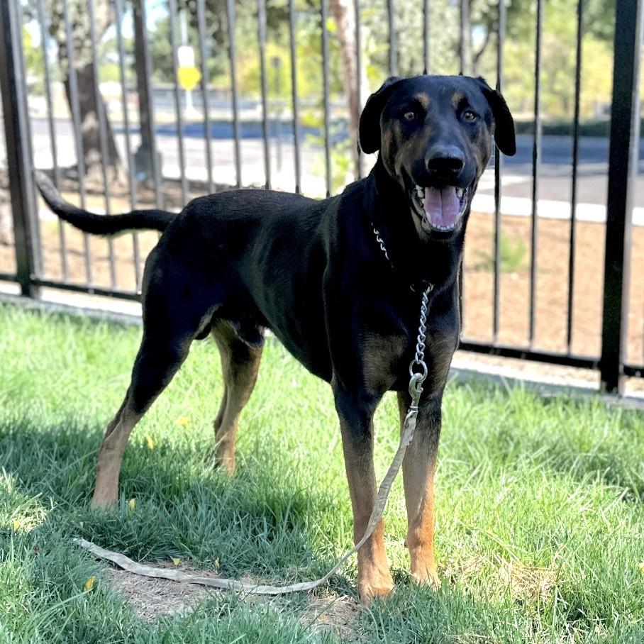 Enlarge Helton, a ADOPTABLE Doberman Pinscher in Dublin, CA image 4/6