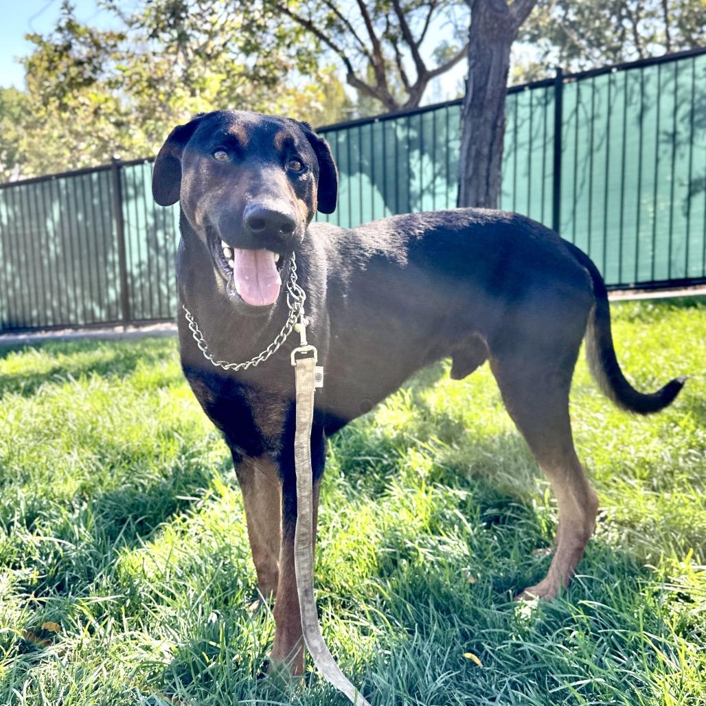 Enlarge Helton, a ADOPTABLE Doberman Pinscher in Dublin, CA image 3/6
