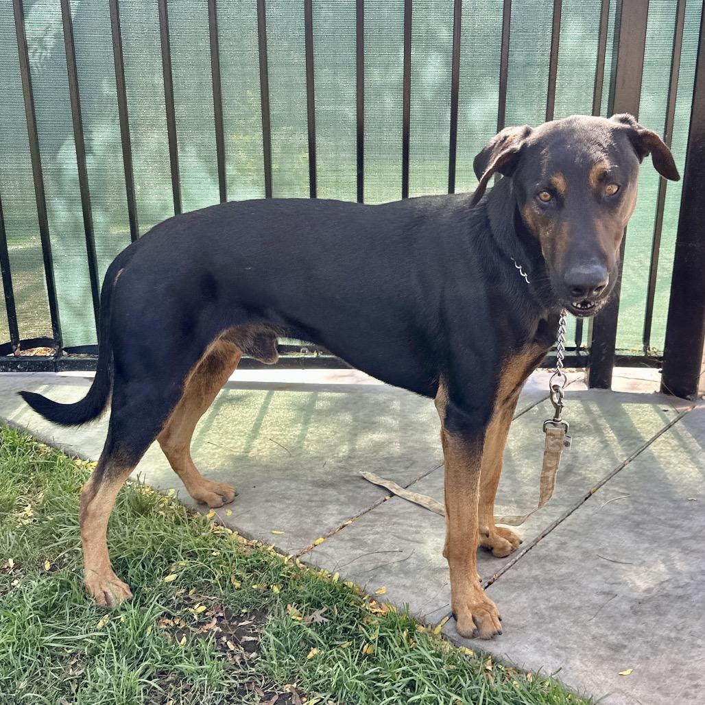 Enlarge Helton, a ADOPTABLE Doberman Pinscher in Dublin, CA image 5/6