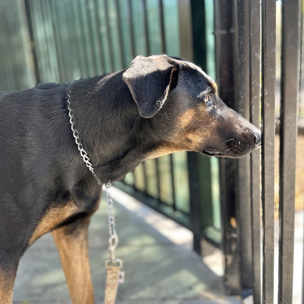Enlarge Helton, a ADOPTABLE Doberman Pinscher in Dublin, CA image 6/6
