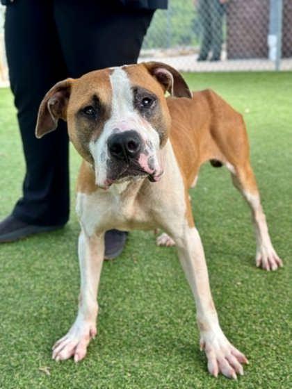 Salami, Adoptable, Adult Male Terrier & Mixed Breed.