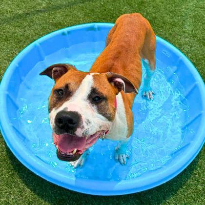 Enlarge Salami, a Adoptable mixed breed in Gastonia, NC image 2/2