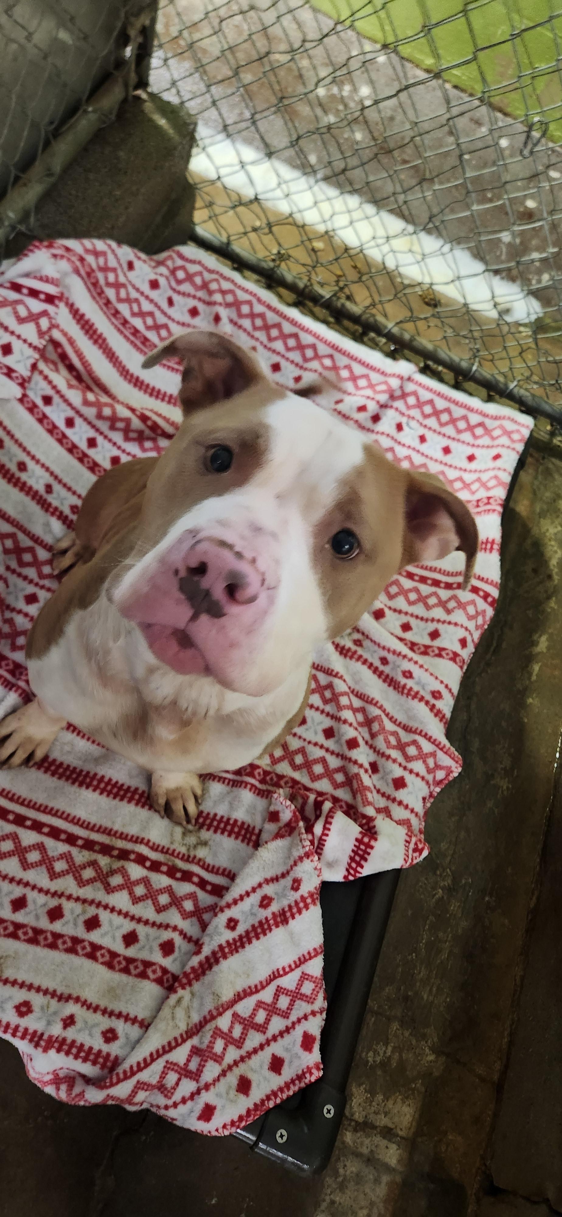 Enlarge Chance, a ADOPTABLE Pit Bull Terrier in Berea, KY image 2/2