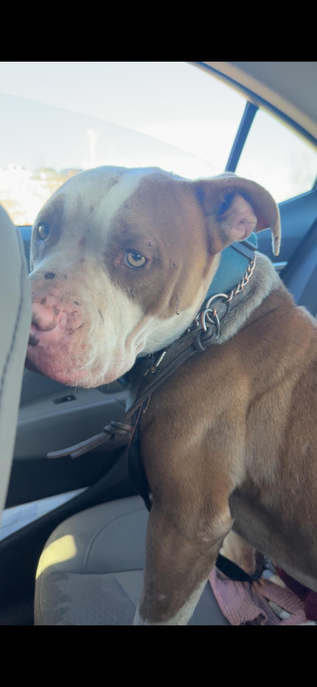 Chance, ADOPTABLE, Adult Male Pit Bull Terrier.