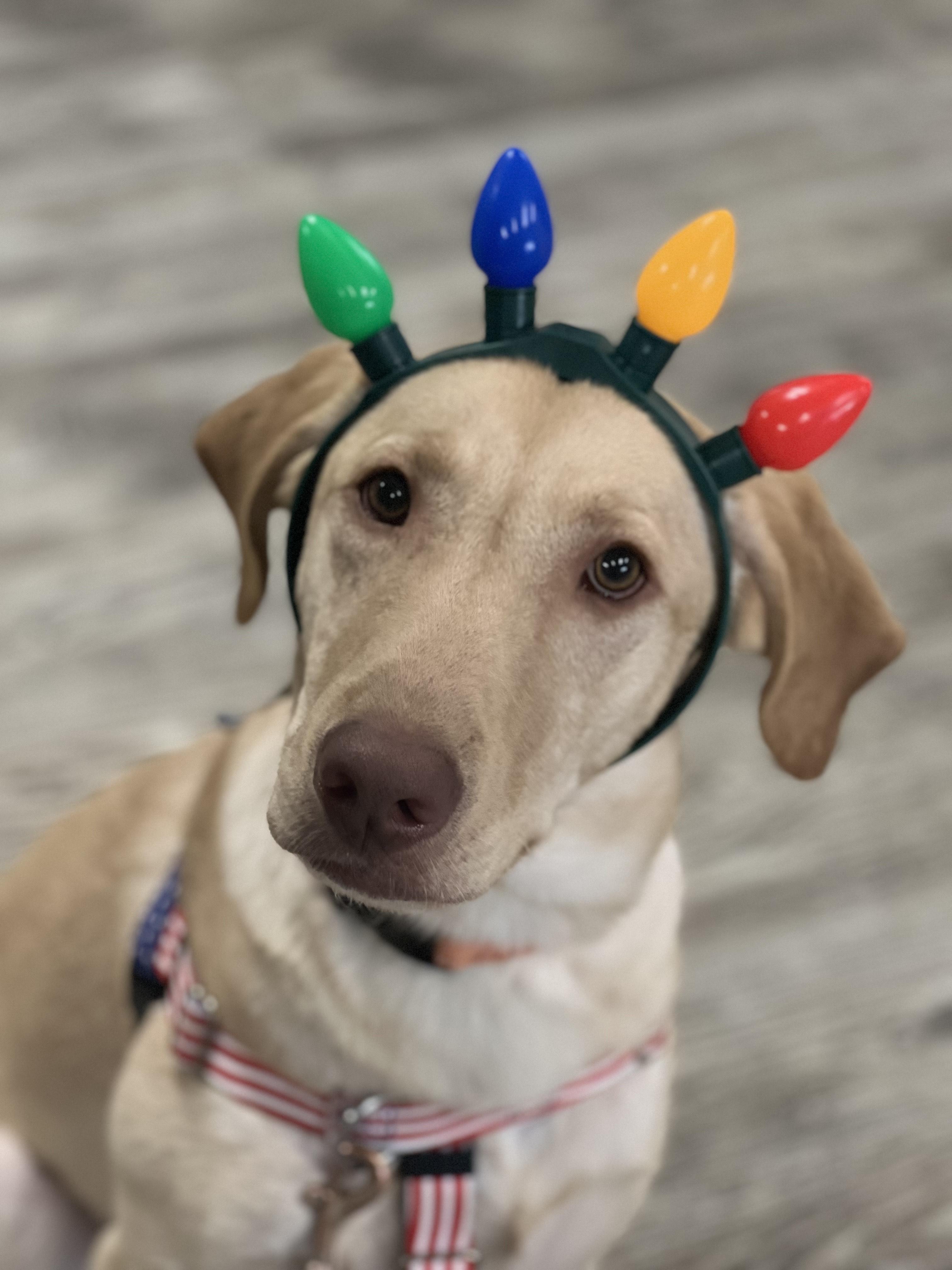 Boone, ADOPTABLE, Young Male Yellow Labrador Retriever.