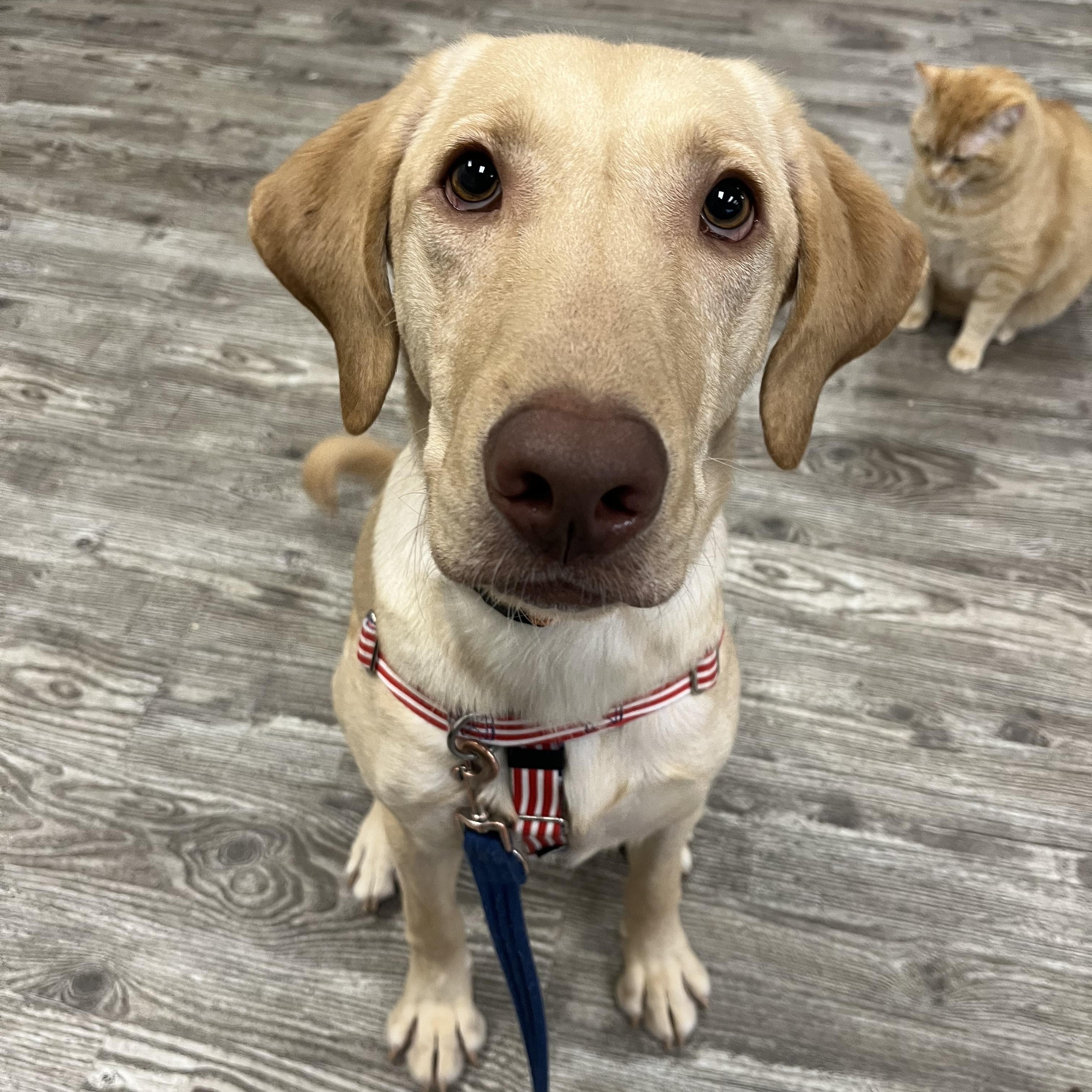 Enlarge Boone, a ADOPTABLE mixed breed in Hollis, NH image 2/3