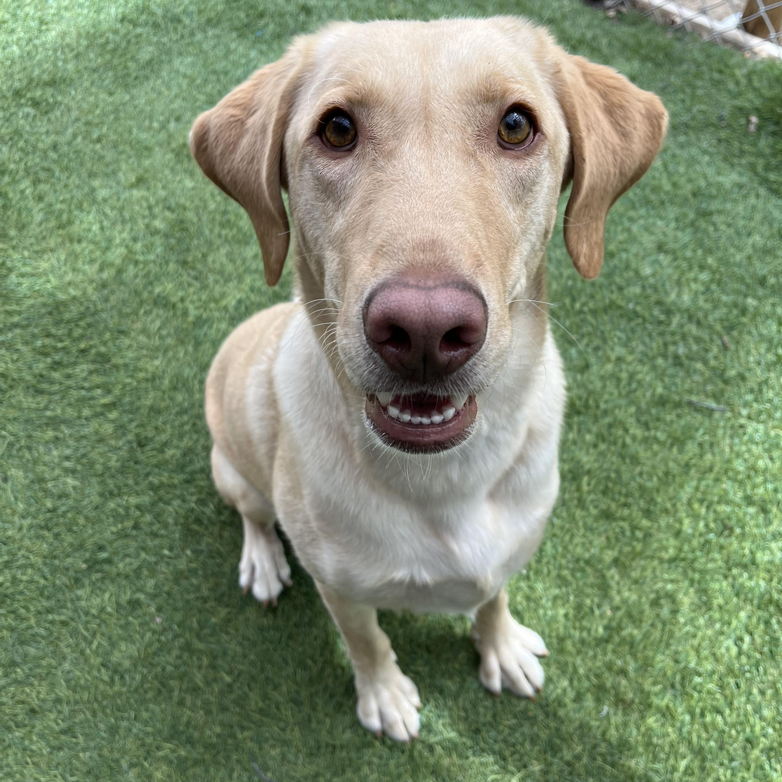 Enlarge Boone, an adoptable mixed breed in Hollis, NH image 4/5