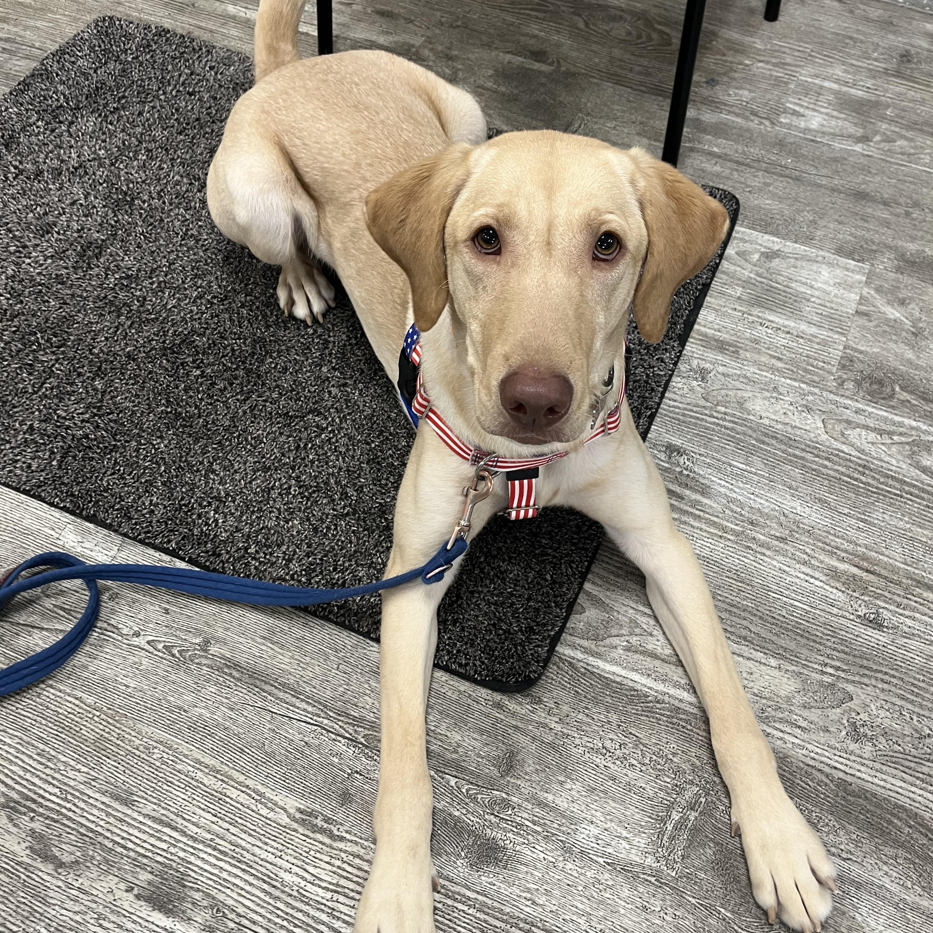 Enlarge Boone, a ADOPTABLE mixed breed in Hollis, NH image 3/3