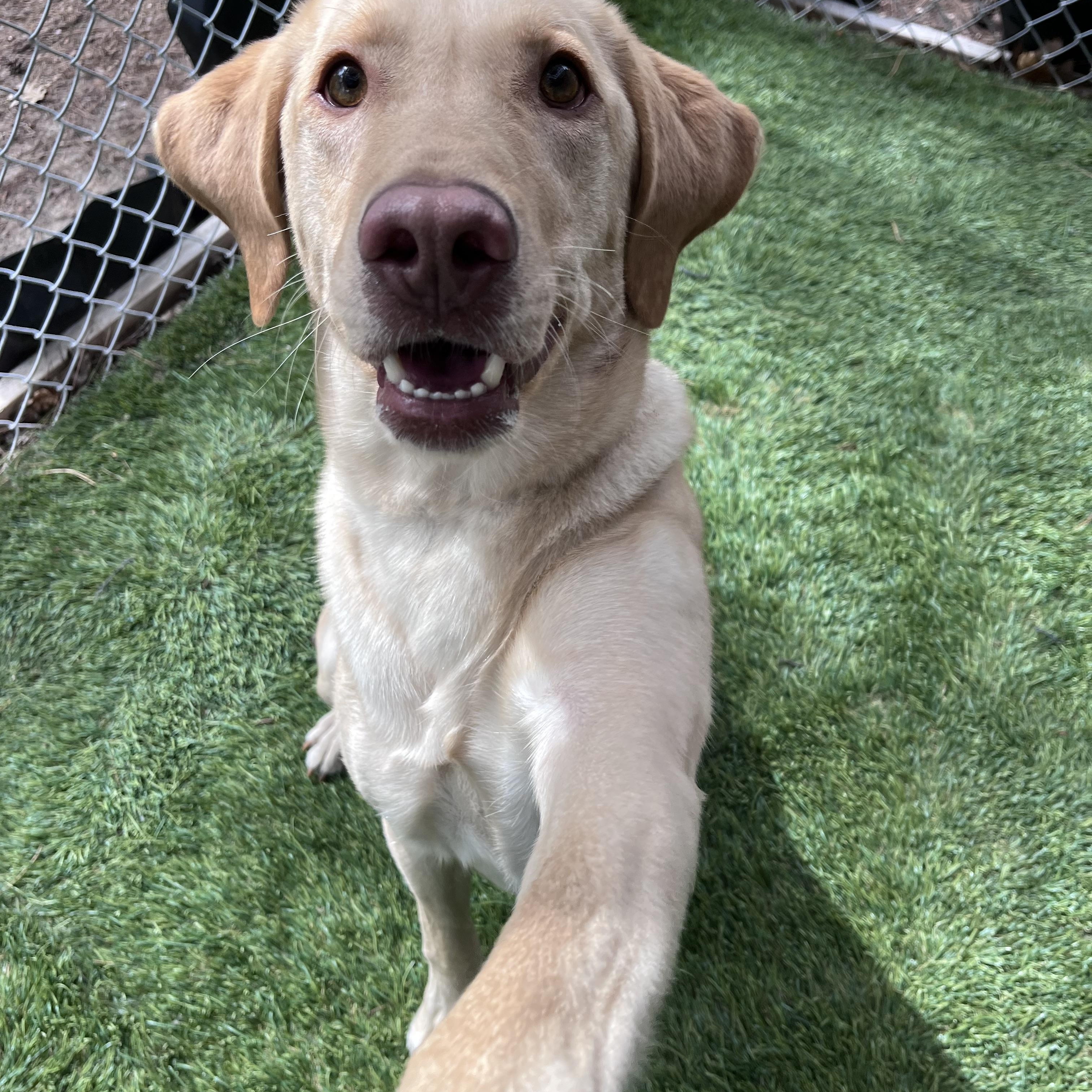 Enlarge Boone, an adoptable mixed breed in Hollis, NH image 2/5