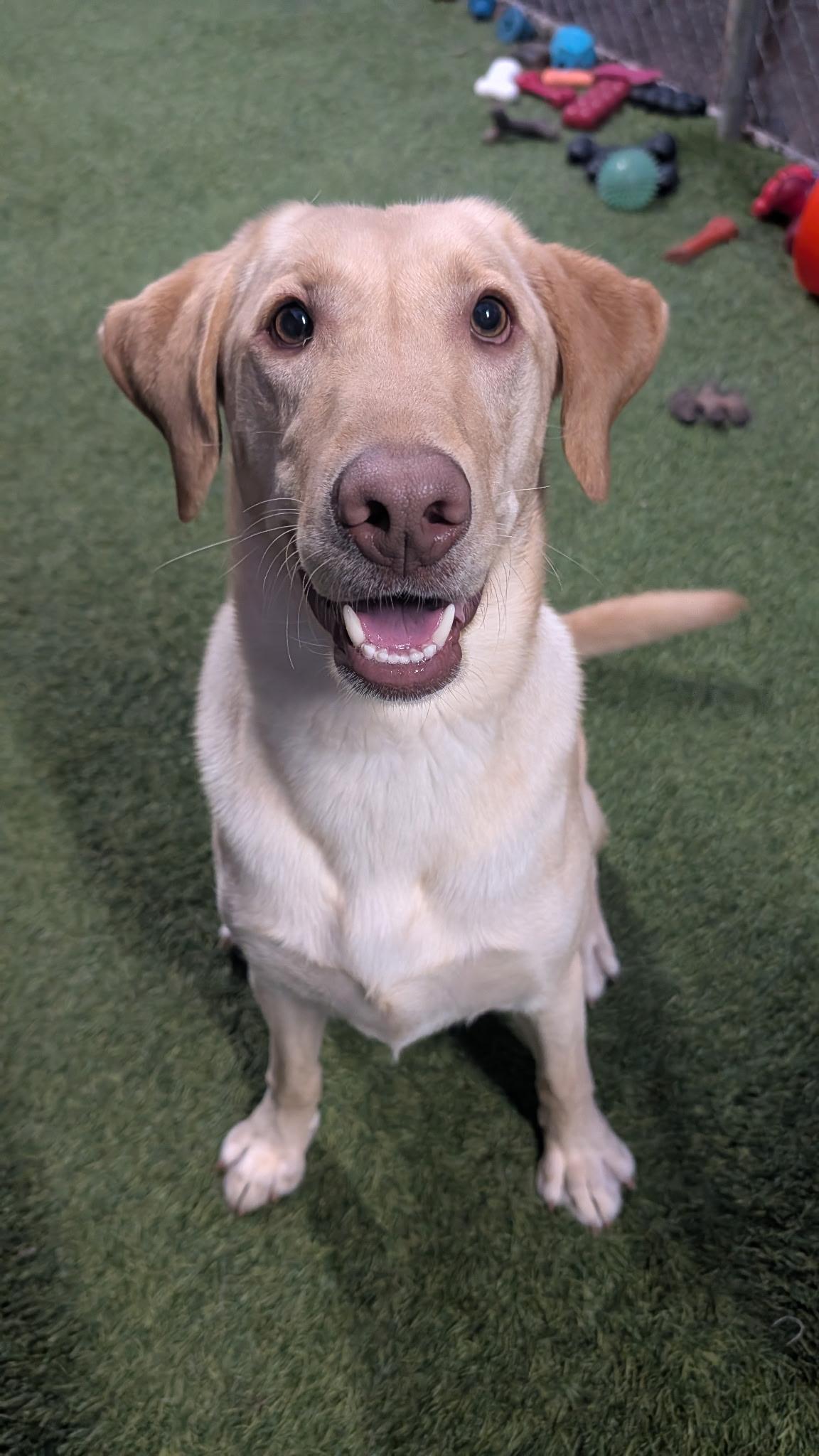 Enlarge Boone, an adoptable mixed breed in Hollis, NH image 1/5