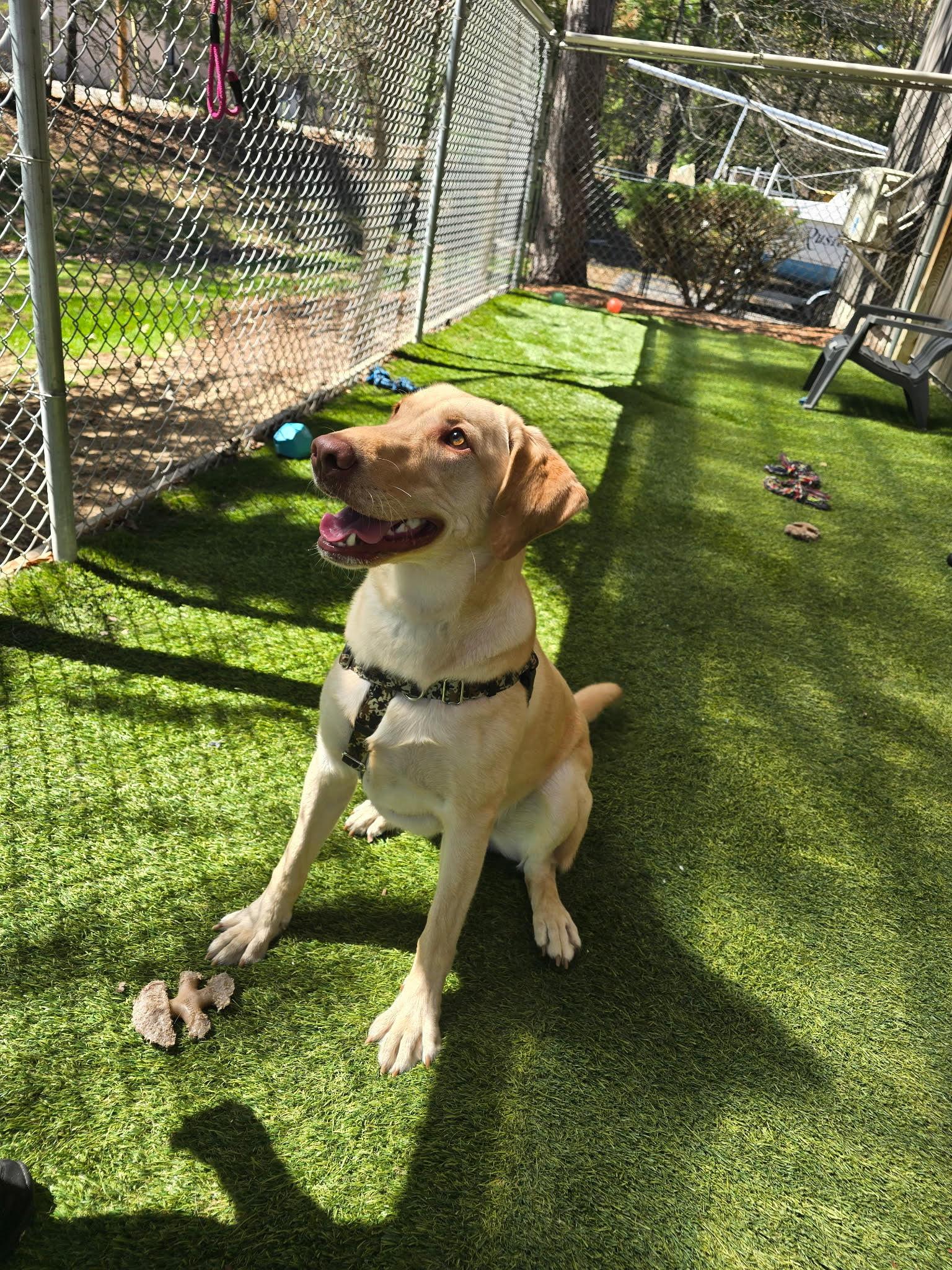 Enlarge Boone, an adoptable mixed breed in Hollis, NH image 3/5