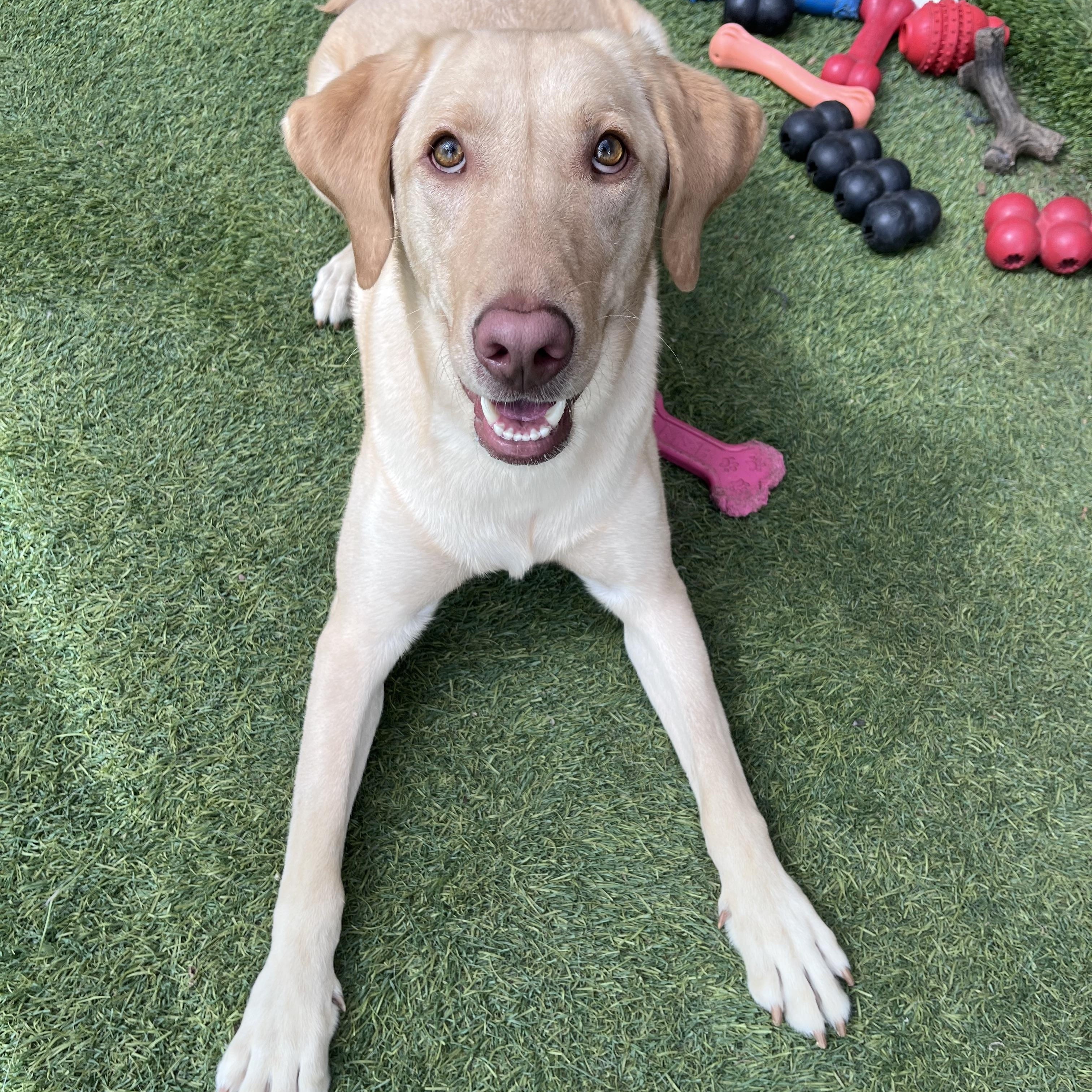 Enlarge Boone, an adoptable mixed breed in Hollis, NH image 5/5