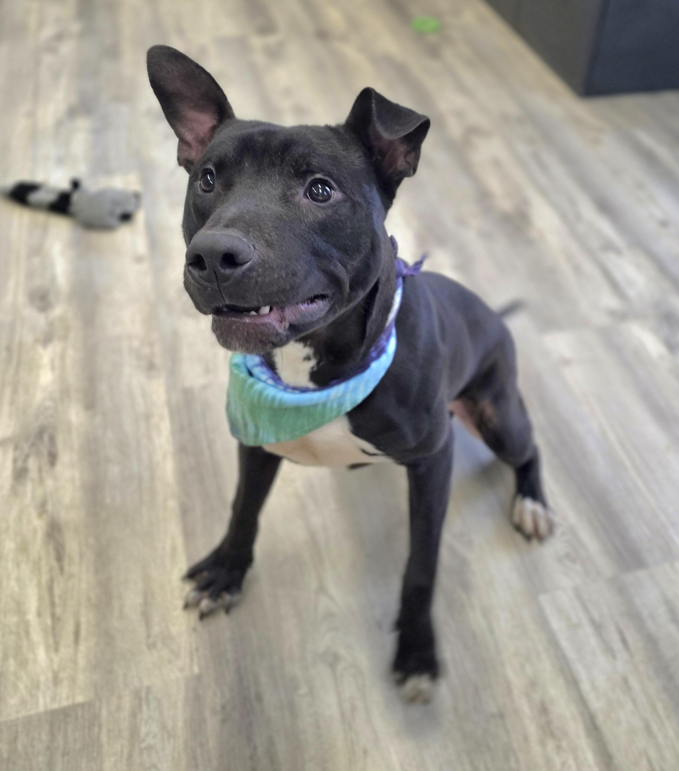 Bronco, a ADOPTABLE Mixed Breed in PHILADELPHIA, TN image 1/2