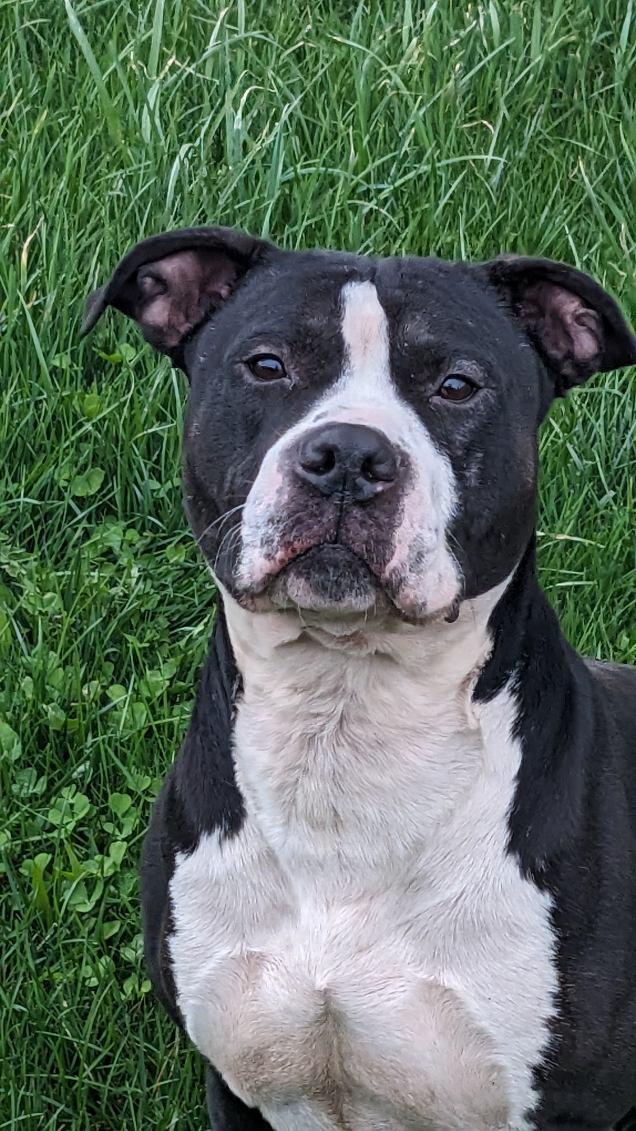 Enlarge Tippy, a ADOPTABLE mixed breed in Tiffin, OH image 2/5