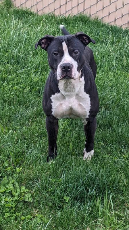 Enlarge Tippy, a ADOPTABLE mixed breed in Tiffin, OH image 3/5