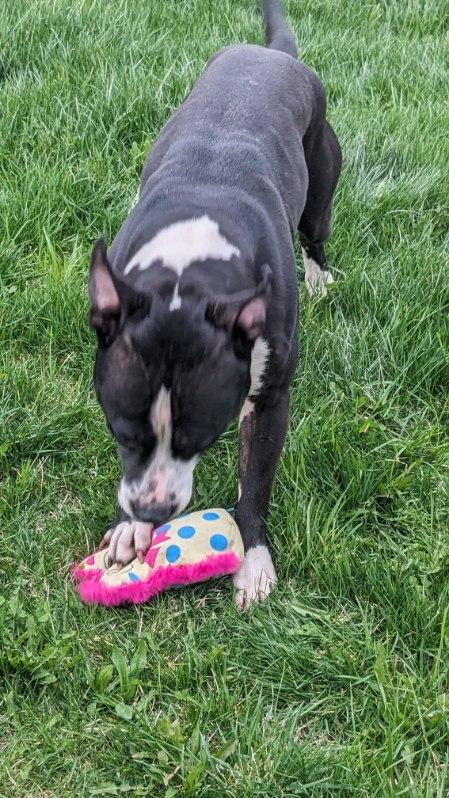 Enlarge Tippy, a ADOPTABLE mixed breed in Tiffin, OH image 5/5