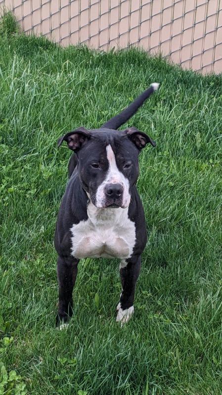 Enlarge Tippy, a ADOPTABLE mixed breed in Tiffin, OH image 4/5