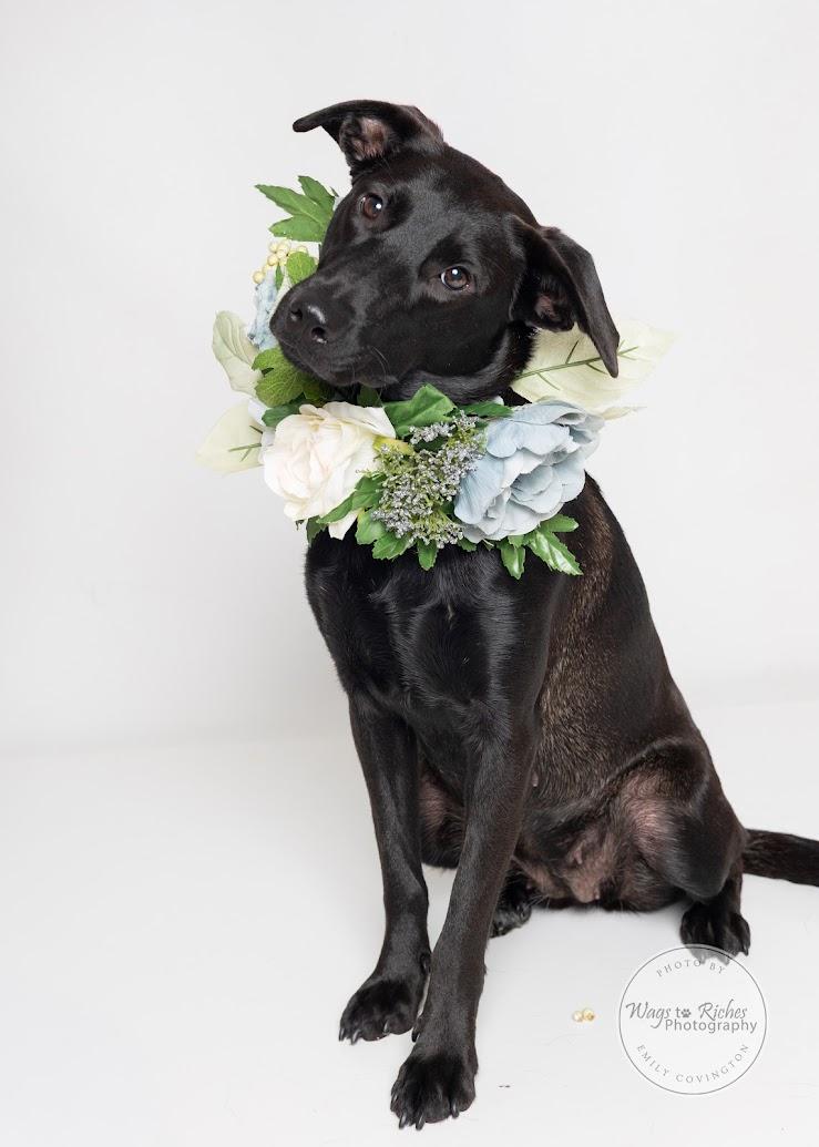 Enlarge Suzie - Adopted, a Adopted mixed breed in Tuscaloosa, AL image 1/6