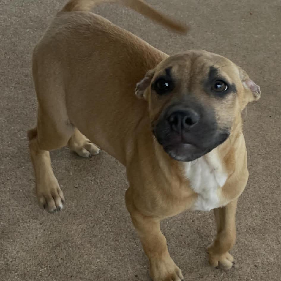 Enlarge Buddy, a Adoptable Mixed Breed in Duncan, OK image 1/4