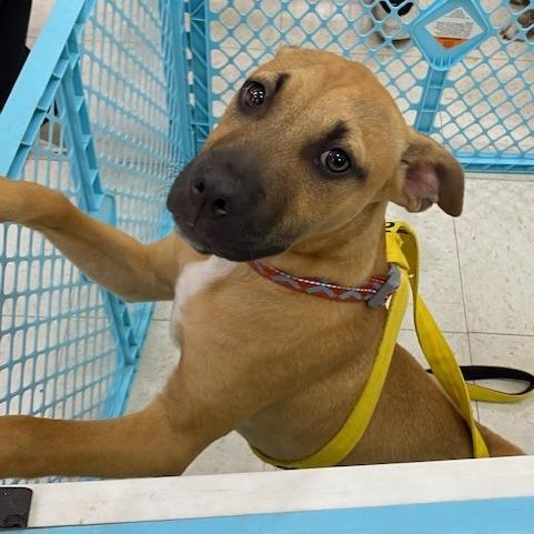 Enlarge Buddy, a Adoptable Mixed Breed in Duncan, OK image 2/4