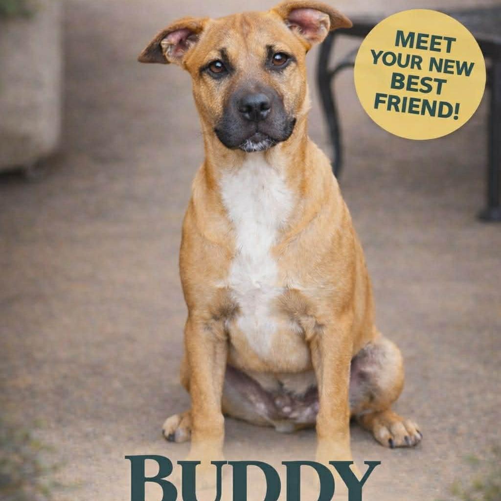 Enlarge Buddy, a Adoptable Mixed Breed in Duncan, OK image 3/4
