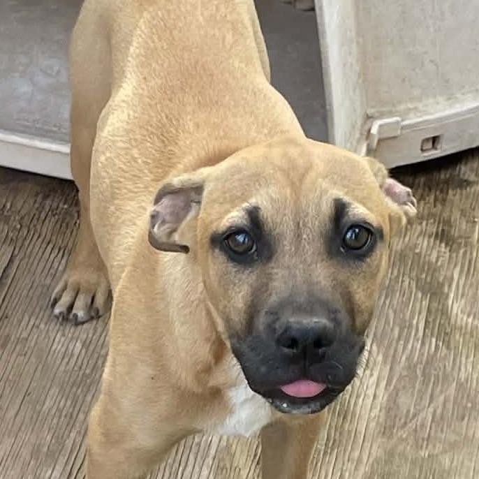 Enlarge Buddy, a Adoptable Mixed Breed in Duncan, OK image 4/4