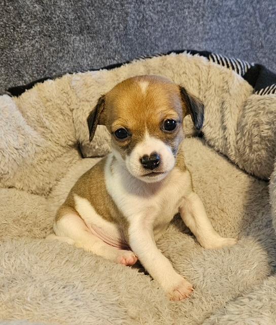 Enlarge Puppy Peanut Boy  -  Las Vegas, a Adoptable mixed breed in Los Angeles, CA image 1/3