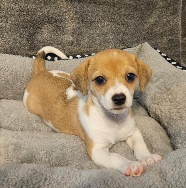 Puppy Peanut Boy - Las Vegas — thumbnail 2