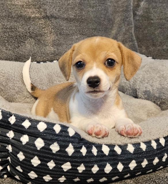 Puppy Peanut Boy - Las Vegas — thumbnail 3