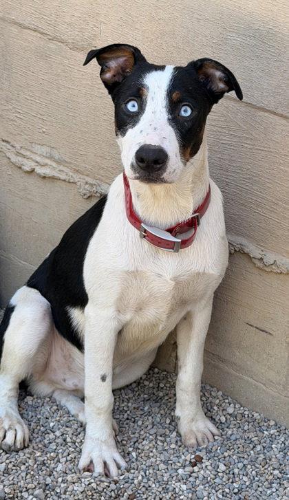 BooBoo (7151), Adoptable, Young Male Australian Cattle Dog / Blue Heeler.