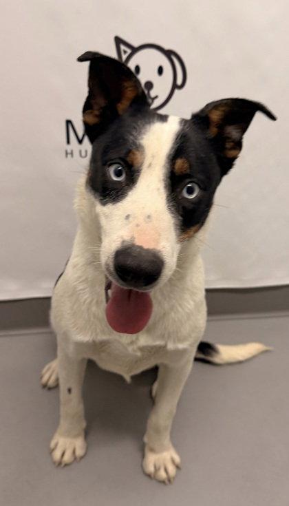 Enlarge BooBoo (7151), a Adoptable Australian Cattle Dog / Blue Heeler in Lake City, MI image 2/2