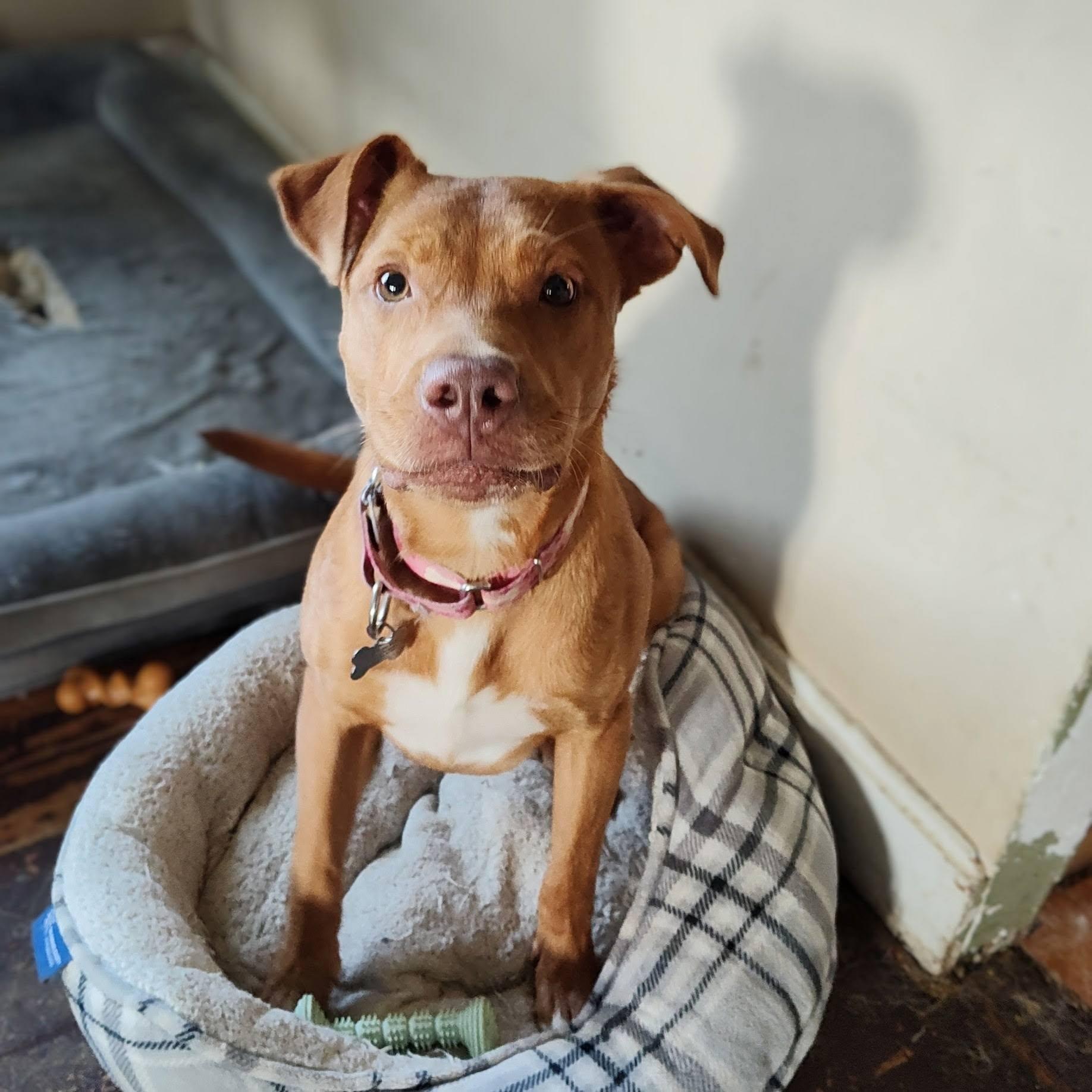Enlarge Dana, an adopted mixed breed in Huntingdon, PA image 1/1