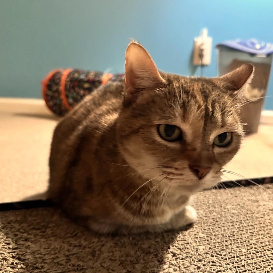 Miss Annie, Adoptable, Senior Female Domestic Short Hair.