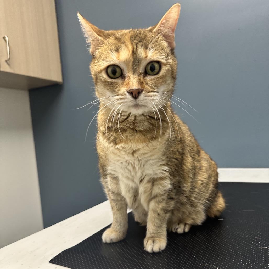 Miss Annie, a Adoptable Domestic Short Hair in Brownsboro, AL image 2/2