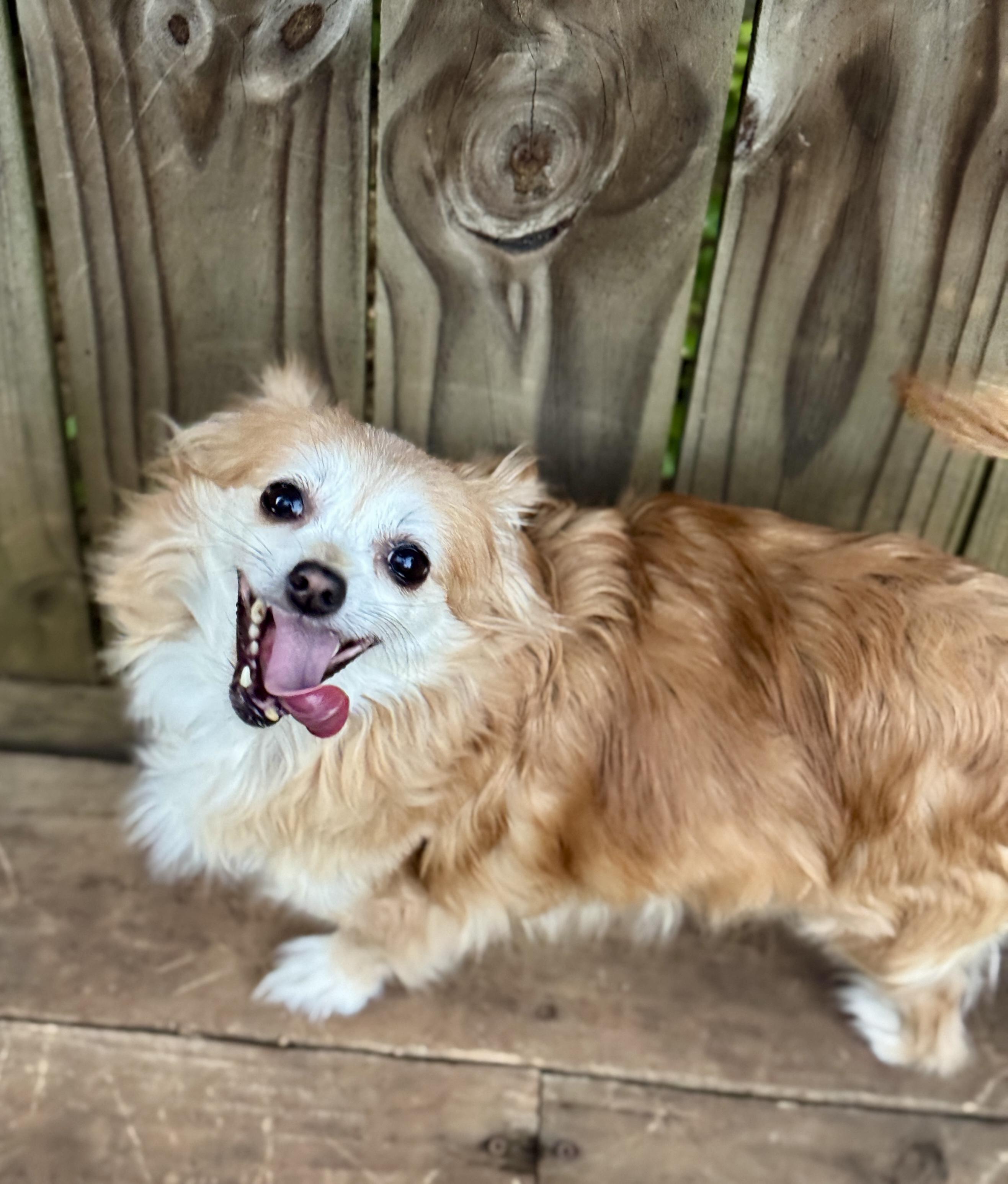 Enlarge Lorelai, a Adoptable mixed breed in Atlanta, GA image 3/5