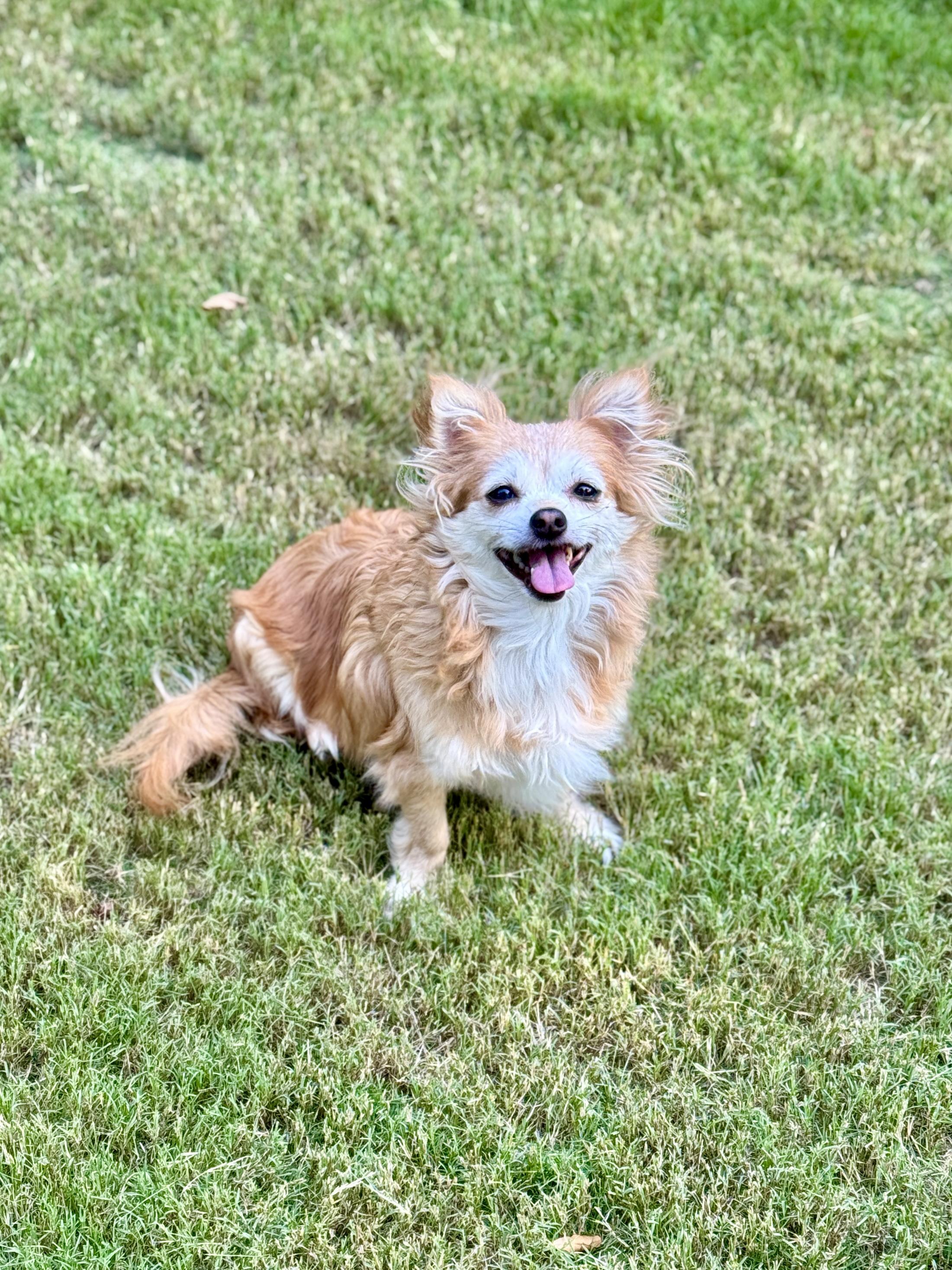 Enlarge Lorelai, a Adoptable mixed breed in Atlanta, GA image 4/5