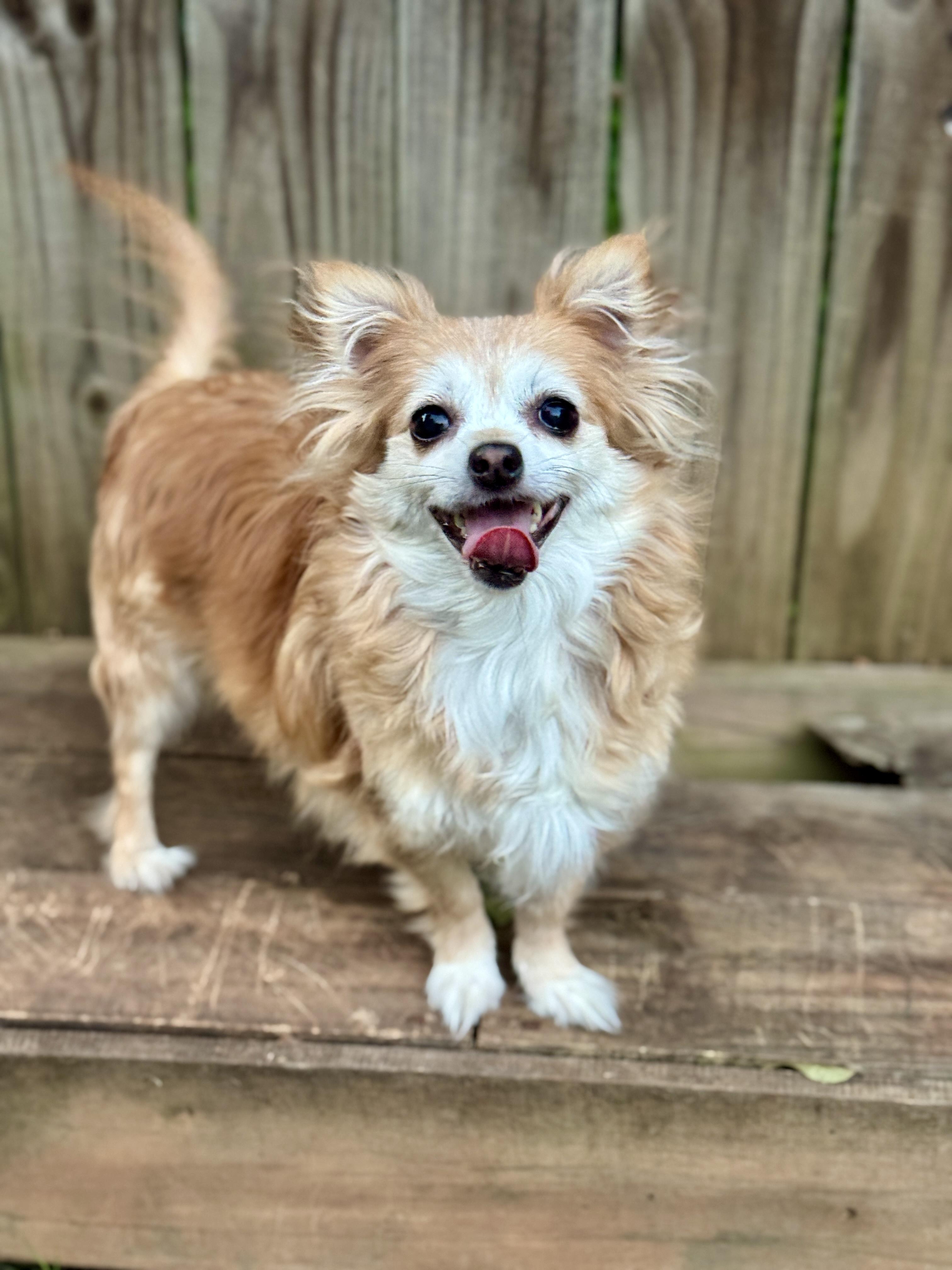 Enlarge Lorelai, a Adoptable mixed breed in Atlanta, GA image 2/5
