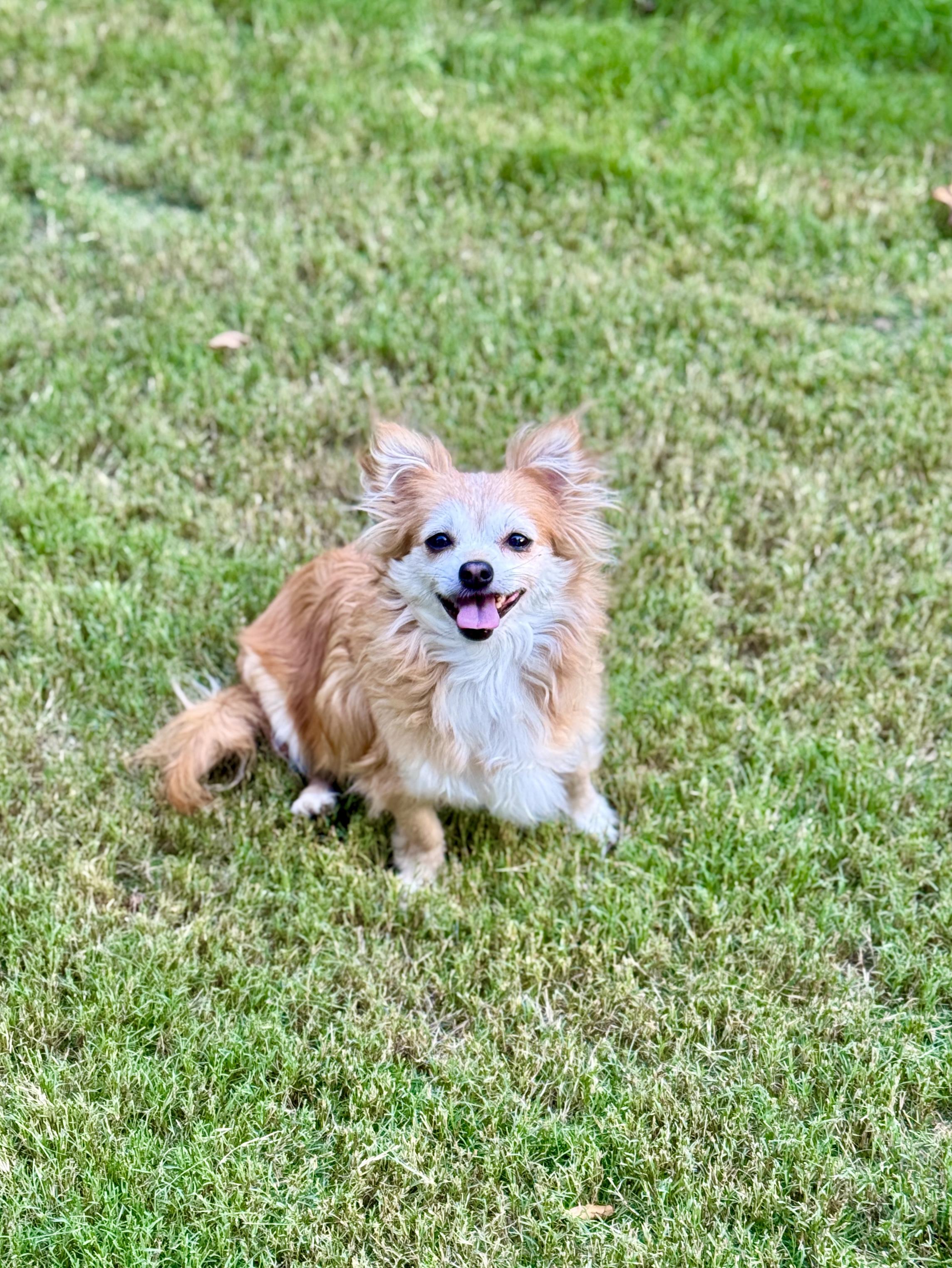Enlarge Lorelai, a Adoptable mixed breed in Atlanta, GA image 1/5