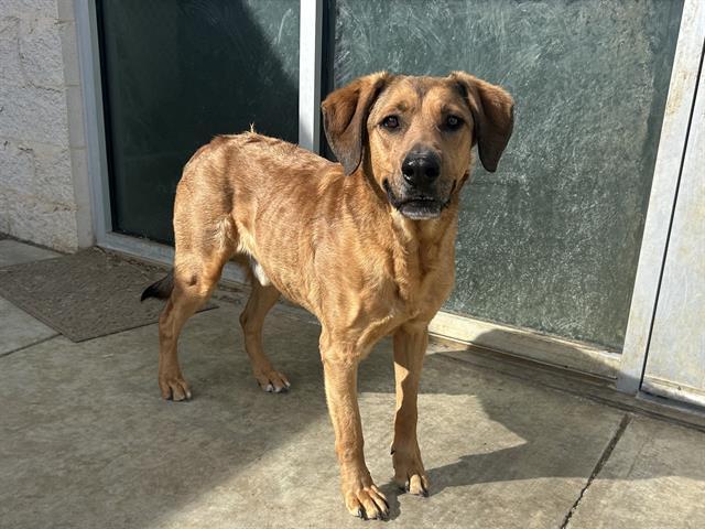 Enlarge CRASH, a Adoptable mixed breed in Grand Prairie, TX image 1/2